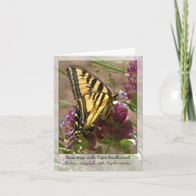 Cartão Rose Sage with Tiger Swallowtail - Native Notecard (Frente)