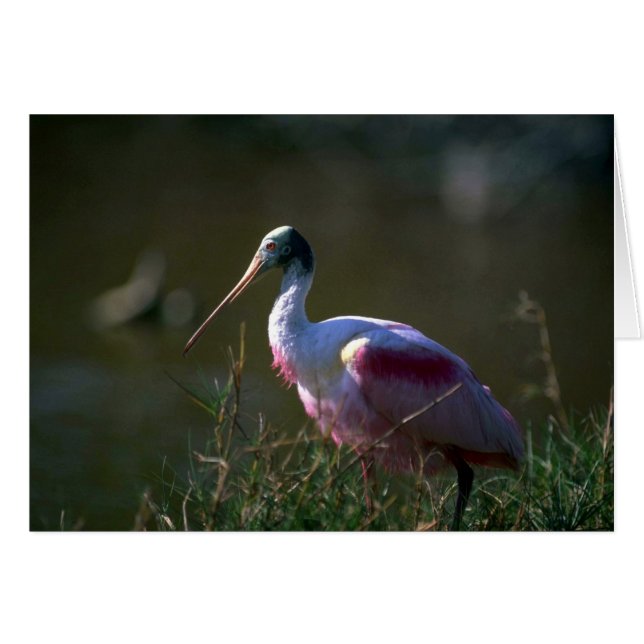 Cartão Roseate Spoonbill (Frente Horizontal)