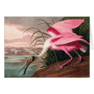Cartão Roseate Spoonbill Audubon Bird Willife