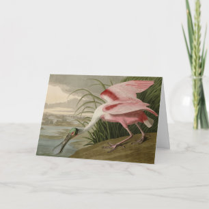 Cartão Roseate Spoonbill, das Aves da América de Audubon