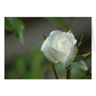 Cartão Rosebud branco