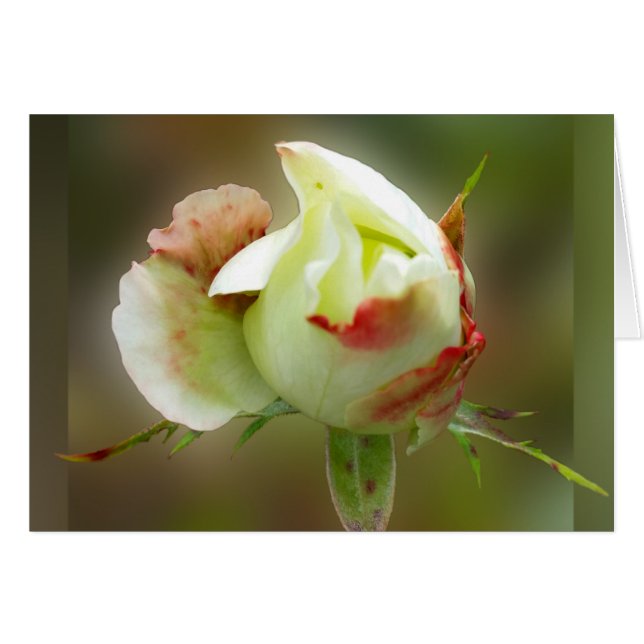 Cartão rosebud brilhando (Frente Horizontal)