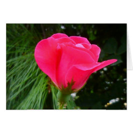 Cartão Rosebud on Green