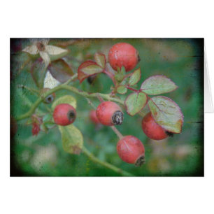 Cartão Rosehips com textura