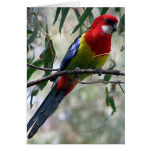 Cartão Rosella oriental que obtem o sem-fim…
