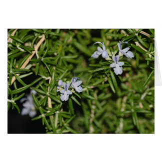 Cartão Rosemary in Bloom Flowering Herb Photo