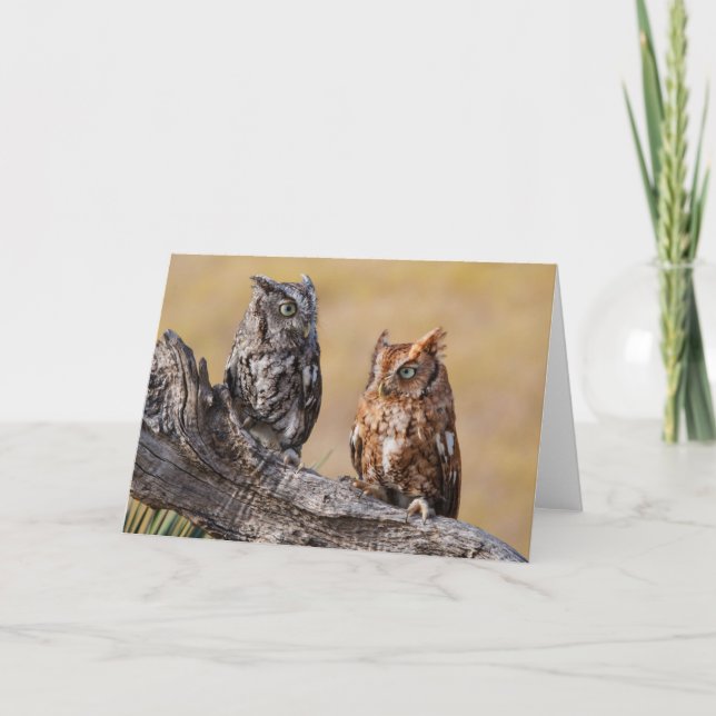 Cartão Rosting em Árvore - Ecrã Oriental (Frente)