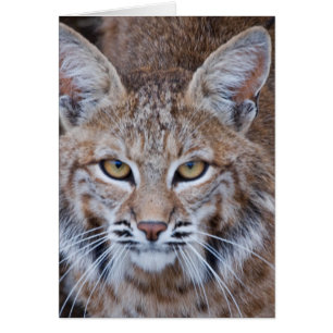 Cartão Rosto Bobcat