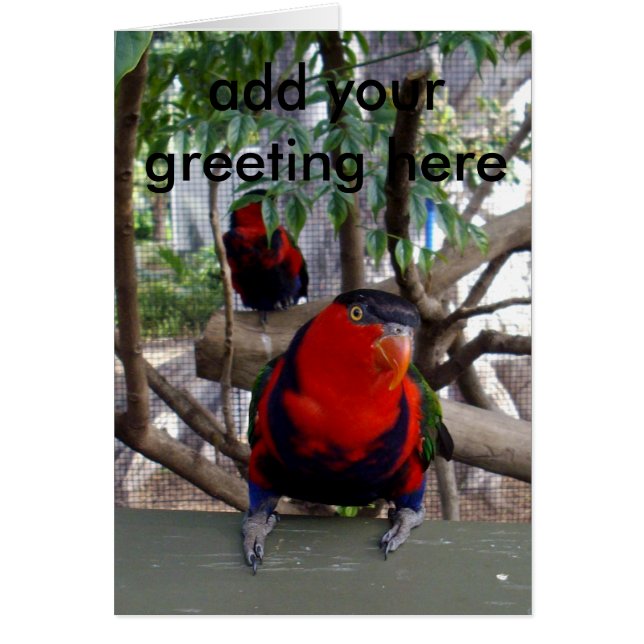 Cartão Rosto Cheeky Rainbow Lorikeet, (Frente)