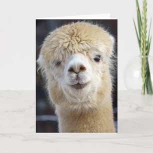 Cartão Rosto de alpaca fofo