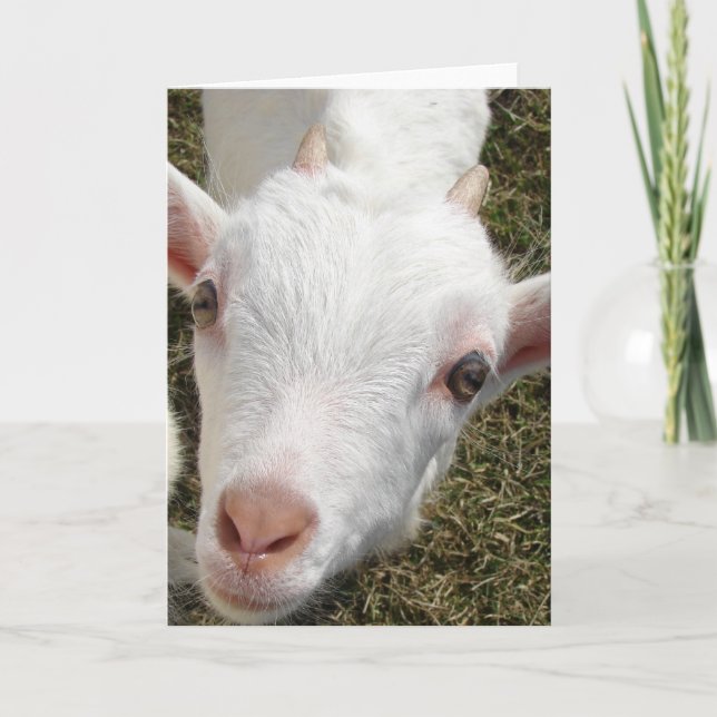 Cartão Rosto de Cabra (Frente)