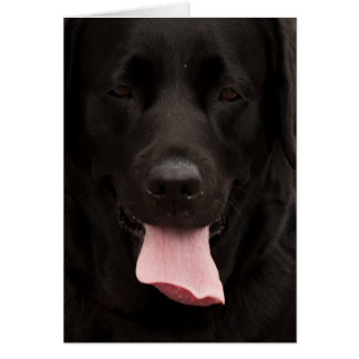 Cartão Rosto de cachorro preto