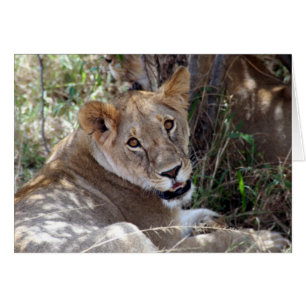 Cartão rosto de leão