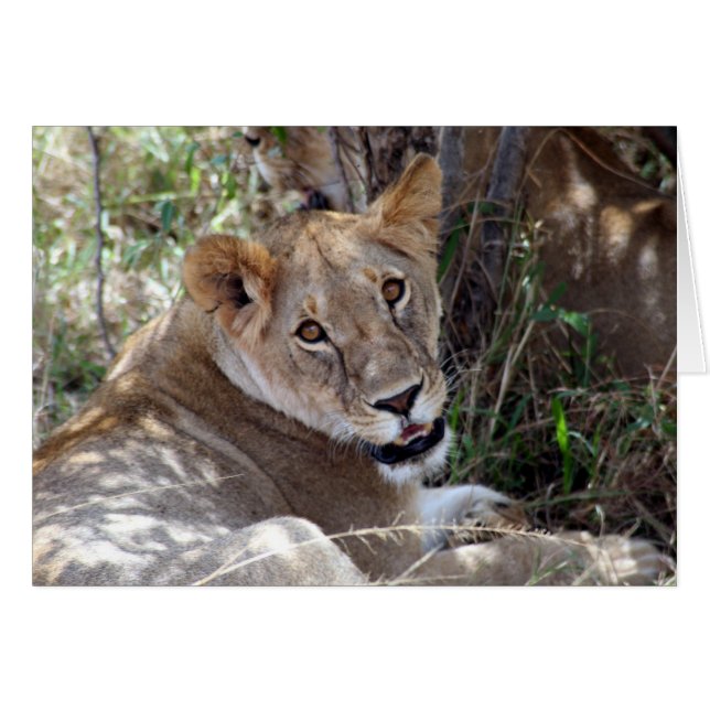 Cartão rosto de leão (Frente Horizontal)