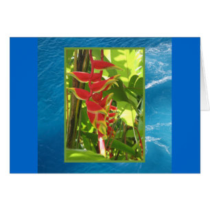 Cartão Rostrata de Heliconia