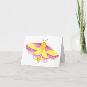 Cartão Rosy Maple Moth
