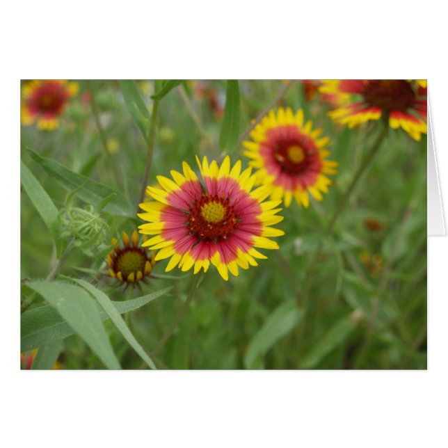 Cartão Roteiro (Frente Horizontal)