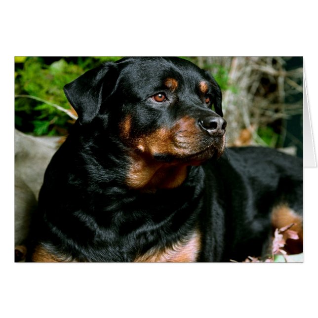 Cartão Rottweiler (Frente Horizontal)