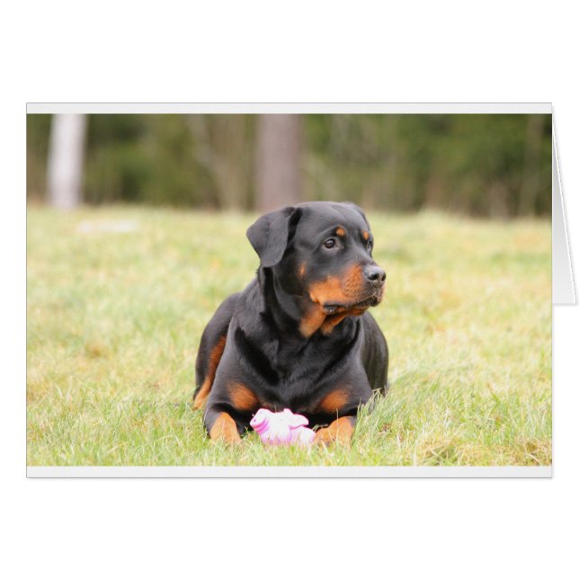 Cartão Rottweiler (Frente Horizontal)