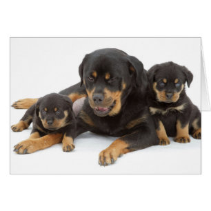 Cartão Rottweiler com dois filhotes de cachorro