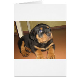 Cartão Rottweiler_puppy