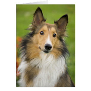 Cartão Rough Collie, cão