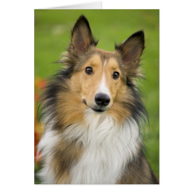 Cartão Rough Collie, cão (Frente)