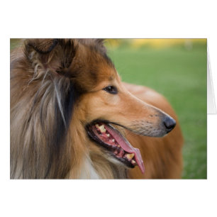Cartão Rough Collie Face