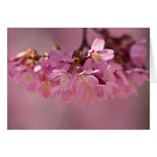 Cartão Roupa e presentes Cherry Blossoms Hot Primavera 20