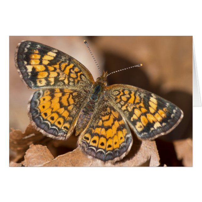 Cartão Roupa e presentes de marrom e marrom-marrom (Frente Horizontal)