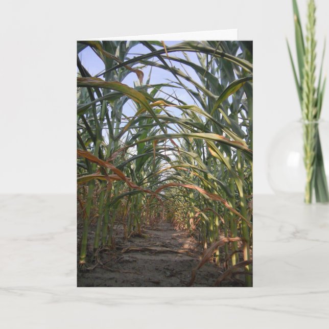 Cartão "Rows of Corn" Birthday Card (Frente)