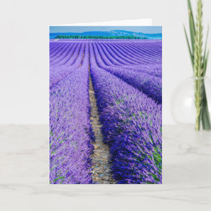 Cartão Rows of Lavender, Provence, France