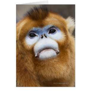 Cartão Roxellana dourado masculino de Pygathrix do macaco