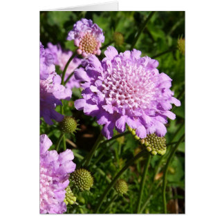 Cartão Roxo