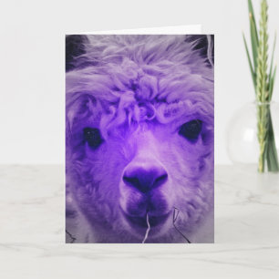 Cartão Roxo Alpaca, Aniversário