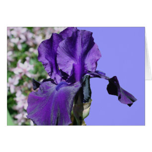 Cartão roxo da fotografia da flor da íris farpad