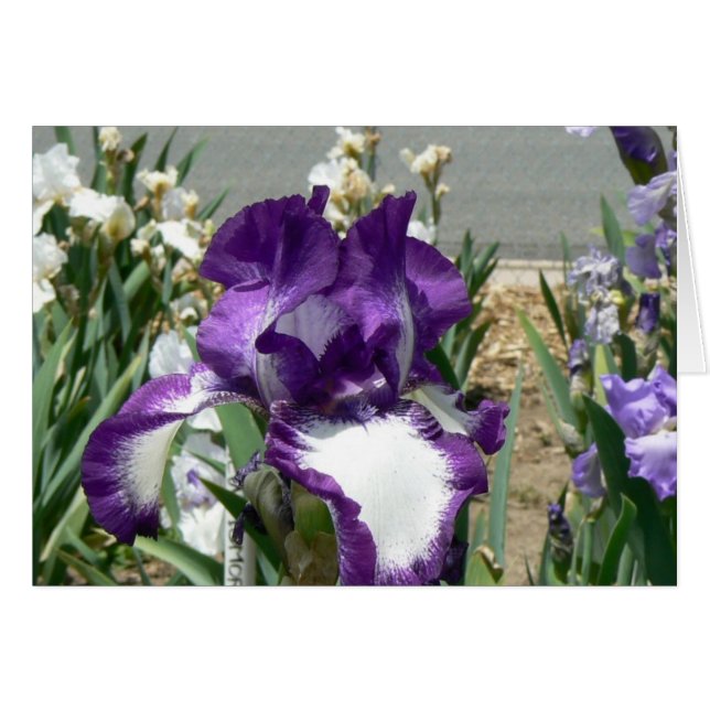 Cartão Roxo e branco (Frente Horizontal)