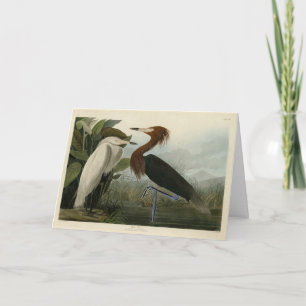 Cartão Roxo Heron - das Aves da América de Audubon