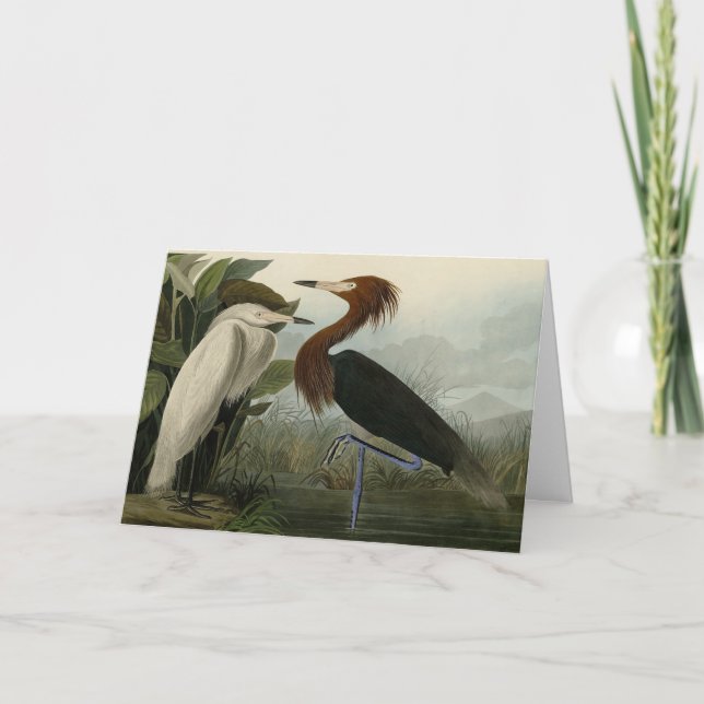 Cartão Roxo Heron - das Aves da América de Audubon (Frente)