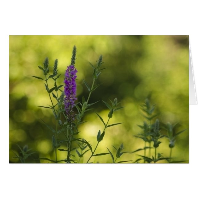 Cartão Roxo no ouro (Frente Horizontal)