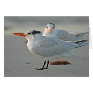 CARTÃO ROYAL TERN