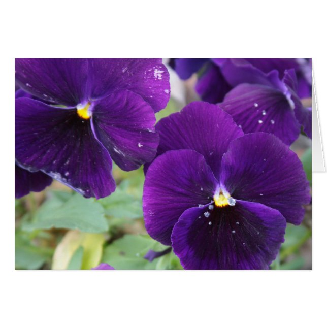 Cartão Royalty Roxo (Frente horizontal)