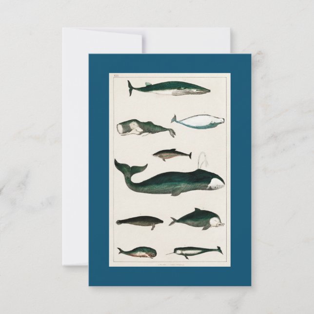 Cartão RSVP Divisor de peixes de baleia (Frente)
