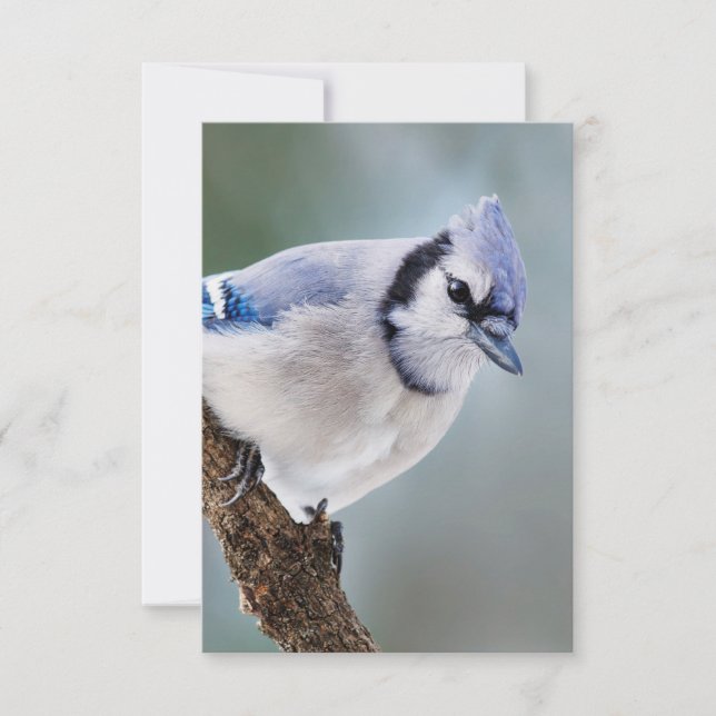 Cartão RSVP Jay Azul em uma Placa de Nota de Vazio de Ramifica (Frente)