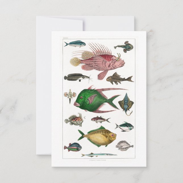 Cartão RSVP Peixes Coloridos Tropicais (Frente)