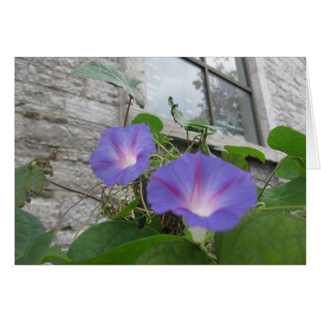 Cartão Rua, glória matinal de Paul com janela (Frente Horizontal)