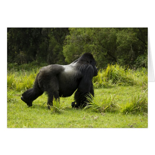 Cartão Ruanda, Parque Nacional dos Vulcões (Frente Horizontal)