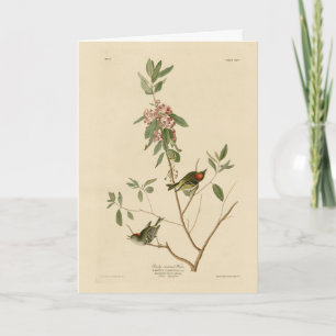 Cartão Ruby coroado Wren (Kinglet) Audubon Birds América