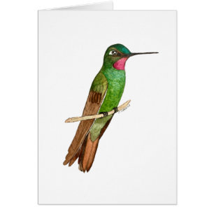 Cartão Ruby Hummingbird brasileiro