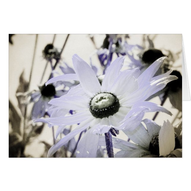 Cartão Rudbeckia (Frente Horizontal)